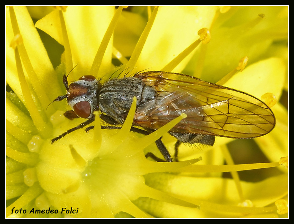 Ulidiidae siciliano da determinare: Otites cf. anthomyiina